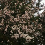 2011041609200000.jpg